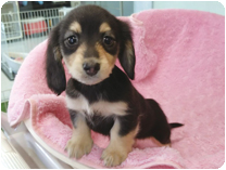 カニンヘンダックスフンド