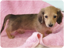 カニンヘンダックスフンド by イズミペット(岐阜)