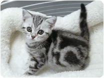 アメリカンショートヘアー