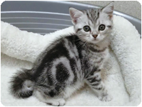 アメリカンショートヘアー by NIPPON PET（大垣）