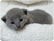 ロシアンブルー