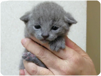 ロシアンブルー by NIPPON PET(大垣)