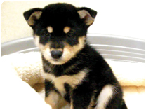柴犬 by NIPPON PET(大垣)