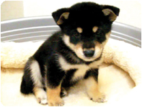 柴犬 by NIPPON PET(大垣)
