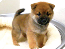 柴犬 by NIPPON PET(大垣)