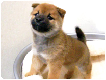 柴犬 by NIPPON PET(大垣)