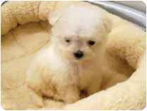マルチーズ by NIPPON PET(大垣)