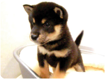 柴犬 by NIPPON PET(大垣)