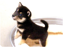 柴犬 by NIPPON PET(大垣)