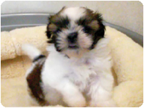 シーズー by NIPPON PET(大垣)