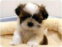 シーズー by NIPPON PET(大垣)