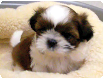 シーズー by NIPPON PET(大垣)