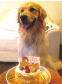 愛犬とペットのバースデーケーキ