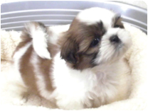 シーズー by NIPPON PET(大垣)