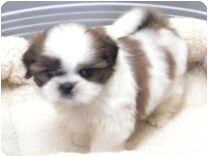 シーズー by NIPPON PET(大垣)