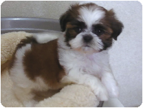 シーズー by NIPPON PET(大垣)